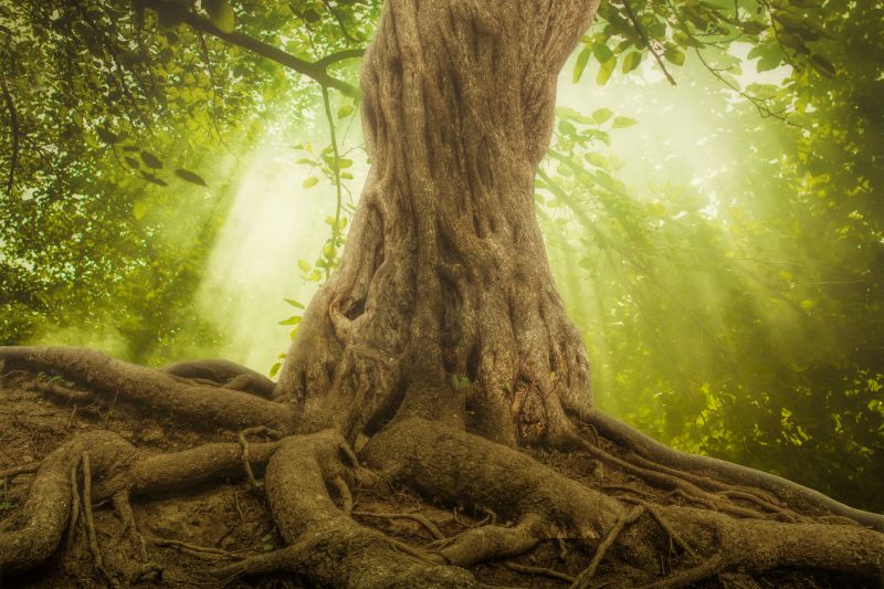 Tree Size and Root Ball