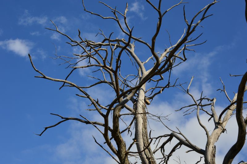 Tree Moving