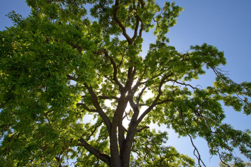 Tree Moving
