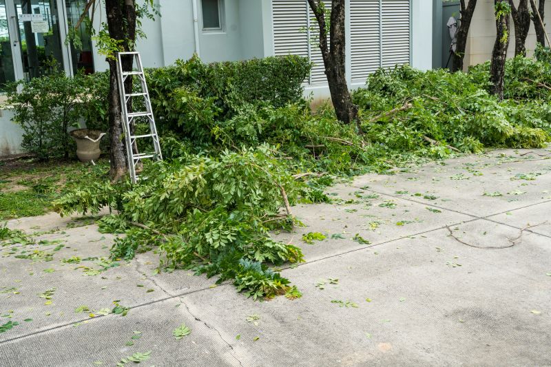 Cypress Tree Removal in Duluth, MN