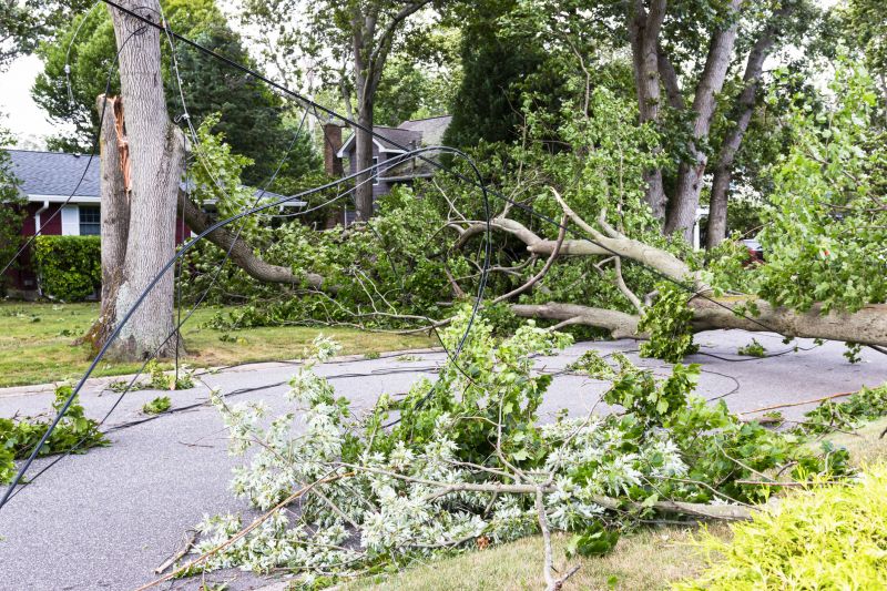 Fallen Tree on Road