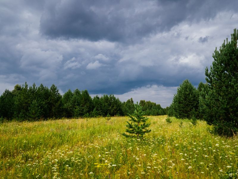 Lakefront Property Clearing in Gwinnett County, GA