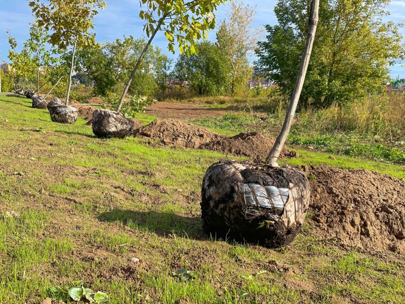 Preparing a Tree for Moving