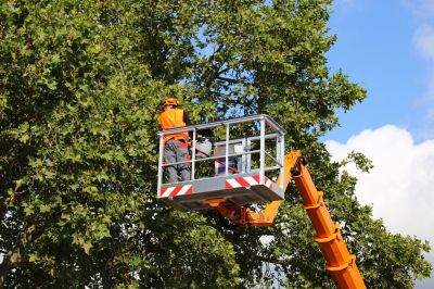 Tree Being Carefully Transplanted