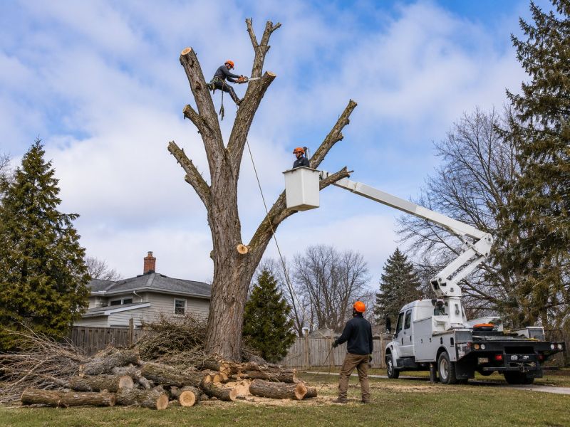 Tree Removal Service in Duluth, MN