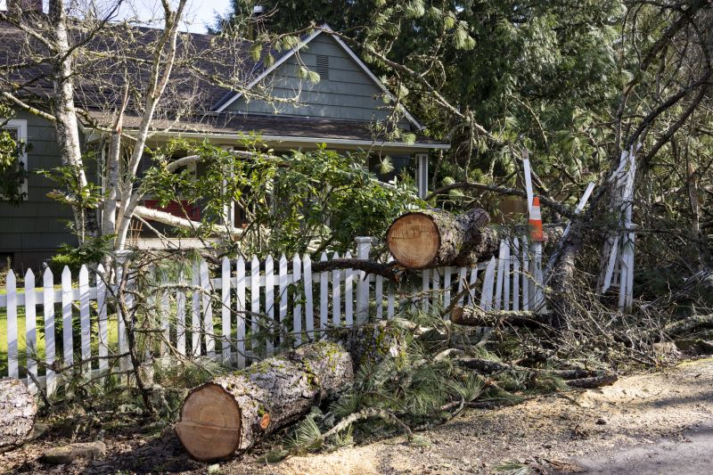 Willow Tree Removal in Montgomery County, PA
