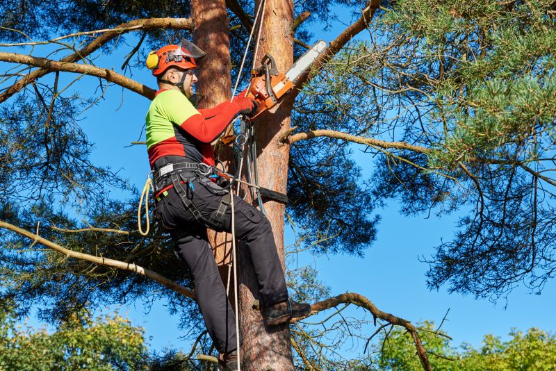 Tree Root Protection